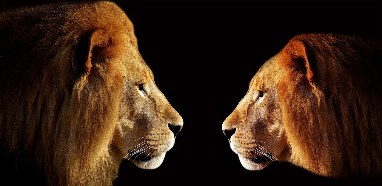 lions respect